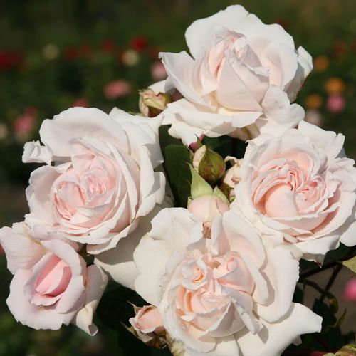 Constanze Mozart® trandafir pentru straturi Floribunda